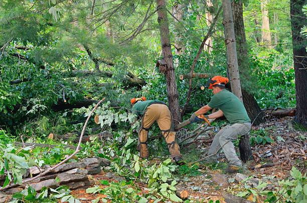 Best Emergency Storm Tree Removal  in Ridgewood, IL